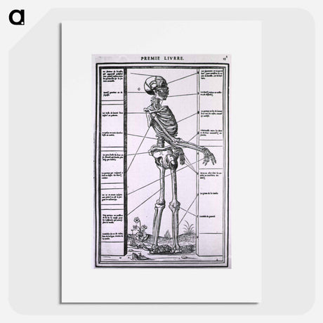 アートポスター-Anatomy of a Skeleton
 - 国立医学図書館 Poster.