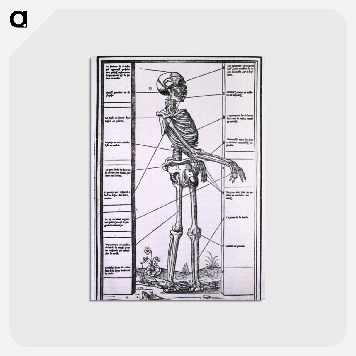 アートポストカード-Anatomy of a Skeleton
 - 国立医学図書館 Postcard.