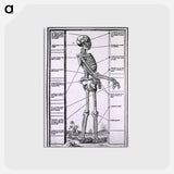 アートポストカード-Anatomy of a Skeleton
 - 国立医学図書館 Postcard.