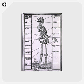 アートポストカード-Anatomy of a Skeleton
 - 国立医学図書館 Postcard.