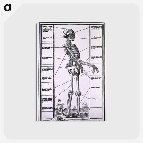 アートポストカード-Anatomy of a Skeleton
 - 国立医学図書館 Postcard.