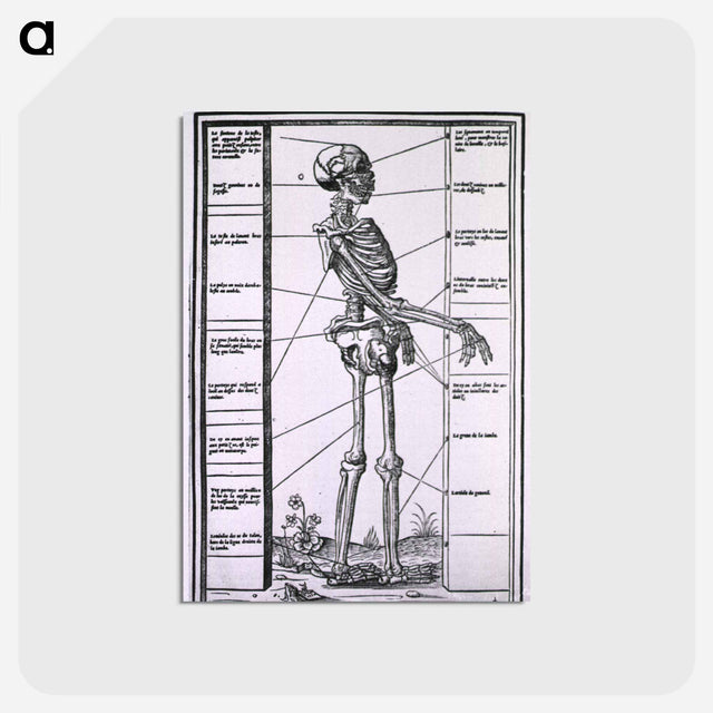 アートポストカード-Anatomy of a Skeleton
 - 国立医学図書館 Postcard.