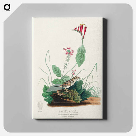 アートパネル-Henslow's Bunting from Birds of America
 - アメリカの鳥たち Canvas.