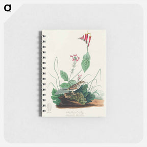 アートメモ帳-Henslow's Bunting from Birds of America
 - アメリカの鳥たち Memo.