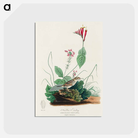 アートポストカード-Henslow's Bunting from Birds of America
 - アメリカの鳥たち Postcard.