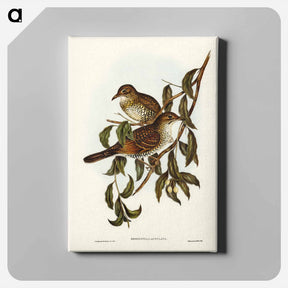 アートパネル-Mountain Thrush
 - オーストラリアの鳥 Canvas.