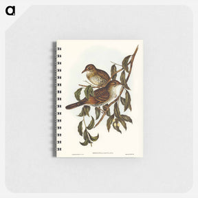 アートメモ帳-Mountain Thrush
 - オーストラリアの鳥 Memo.