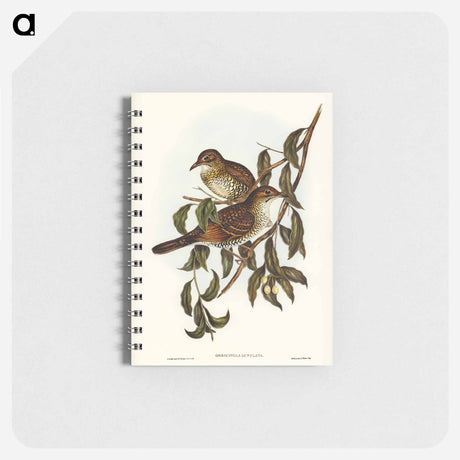 アートメモ帳-Mountain Thrush
 - オーストラリアの鳥 Memo.