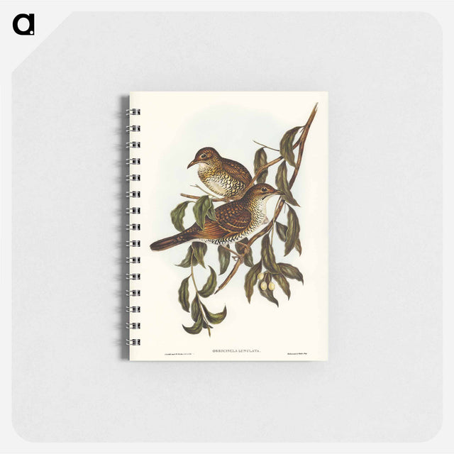 アートメモ帳-Mountain Thrush
 - オーストラリアの鳥 Memo.