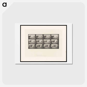 アートポストカード-Walking Lion
 - エドワード マイブリッジ Postcard.