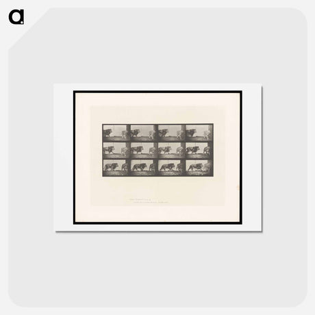 アートポストカード-Walking Lion
 - エドワード マイブリッジ Postcard.