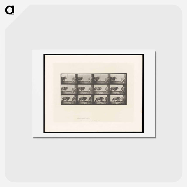 アートポストカード-Walking Lion
 - エドワード マイブリッジ Postcard.