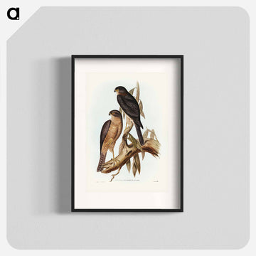 Collared Sparrow Hawk
 - ジョン グールド Poster.