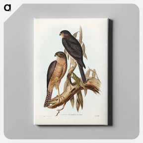 アートパネル-Collared Sparrow Hawk
 - ジョン グールド Canvas.