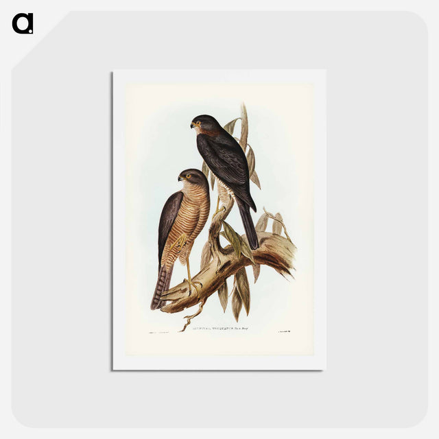 アートポストカード-Collared Sparrow Hawk
 - ジョン グールド Postcard.
