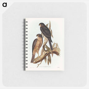 アートメモ帳-Collared Sparrow Hawk
 - ジョン グールド Memo.