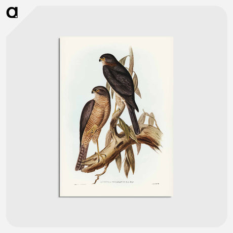 アートポストカード-Collared Sparrow Hawk
 - ジョン グールド Postcard.
