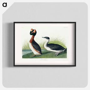 アートポスター-Horned Grebe
 - ジョン ジェームス オーデュボン Poster.