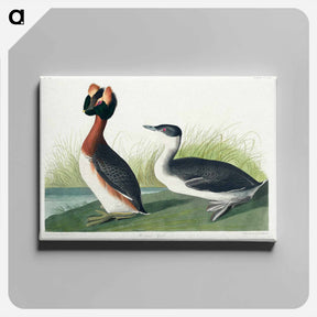 アートパネル-Horned Grebe
 - ジョン ジェームス オーデュボン Canvas.