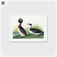 アートポストカード-Horned Grebe
 - ジョン ジェームス オーデュボン Postcard.