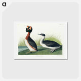 アートポストカード-Horned Grebe
 - ジョン ジェームス オーデュボン Postcard.