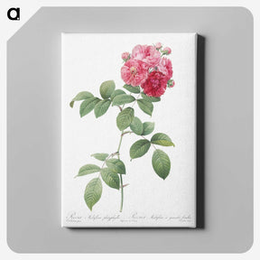 4-73_Pierre-Joseph-Redoute_canvas