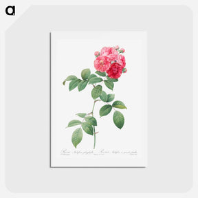 アートポストカード-Seven Sisters Roses - ピエール ジョゼフ ルドゥーテ Postcard.