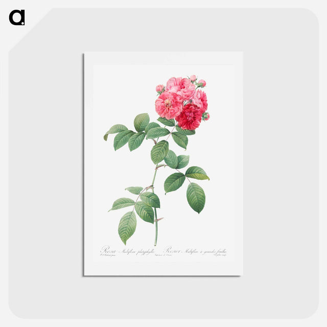 アートポストカード-Seven Sisters Roses - ピエール ジョゼフ ルドゥーテ Postcard.