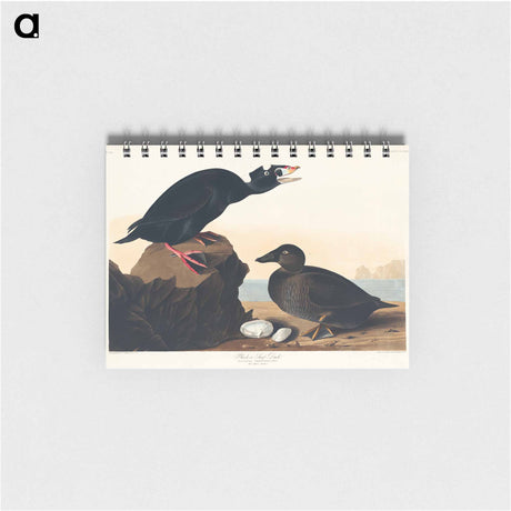 アートメモ帳-Black or Surf Duck
 - アメリカの鳥たち Memo.