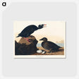 アートポストカード-Black or Surf Duck
 - アメリカの鳥たち Postcard.