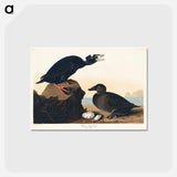 アートポストカード-Black or Surf Duck
 - アメリカの鳥たち Postcard.