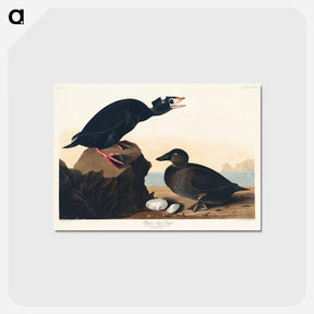 アートポストカード-Black or Surf Duck
 - アメリカの鳥たち Postcard.