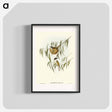 アートポスター-Lunulated Honey-eater
 - オーストラリアの鳥 Poster.