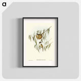 アートポスター-Lunulated Honey-eater
 - オーストラリアの鳥 Poster.