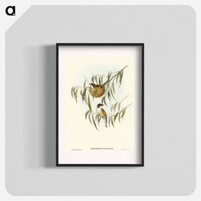 アートポスター-Lunulated Honey-eater
 - オーストラリアの鳥 Poster.