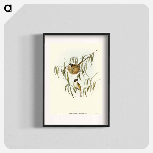 アートポスター-Lunulated Honey-eater
 - オーストラリアの鳥 Poster.