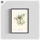 Lunulated Honey-eater
 - オーストラリアの鳥 Poster.