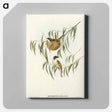 アートパネル-Lunulated Honey-eater
 - オーストラリアの鳥 Canvas.