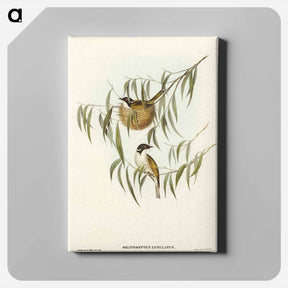 アートパネル-Lunulated Honey-eater
 - オーストラリアの鳥 Canvas.
