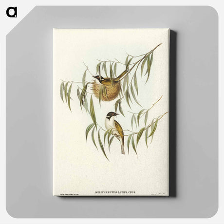 アートパネル-Lunulated Honey-eater
 - オーストラリアの鳥 Canvas.