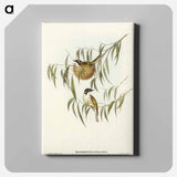 Lunulated Honey-eater
 - オーストラリアの鳥 Canvas.