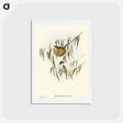 アートポストカード-Lunulated Honey-eater
 - オーストラリアの鳥 Postcard.