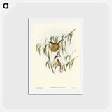 アートポストカード-Lunulated Honey-eater
 - オーストラリアの鳥 Postcard.