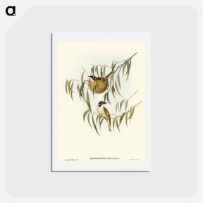 アートポストカード-Lunulated Honey-eater
 - オーストラリアの鳥 Postcard.