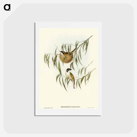 アートポストカード-Lunulated Honey-eater
 - オーストラリアの鳥 Postcard.