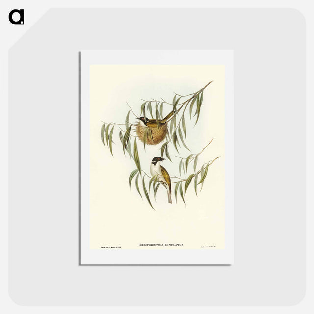 アートポストカード-Lunulated Honey-eater
 - オーストラリアの鳥 Postcard.