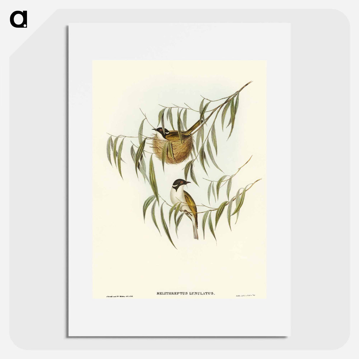 アートポスター-Lunulated Honey-eater
 - オーストラリアの鳥 Poster.
