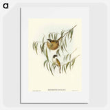 アートポスター-Lunulated Honey-eater
 - オーストラリアの鳥 Poster.