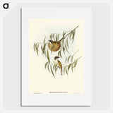 Lunulated Honey-eater
 - オーストラリアの鳥 Poster.