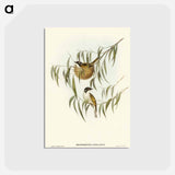 アートポストカード-Lunulated Honey-eater
 - オーストラリアの鳥 Postcard.